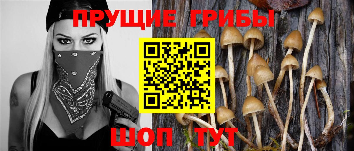 Псилоцибиновые грибы GOLDEN TEACHER Всеволожск